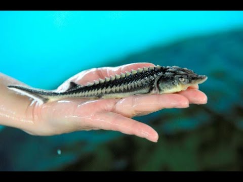 Видео: осетровые в микро УЗВ часть 3