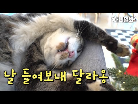 Видео: Что делать с котом, который постоянно нарушает границы