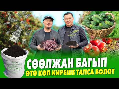 Видео: Кыктан АКЧА тапкан сөөлжан БИЗНЕСИ баарын БАЙЫТАТ ~ Уруктукка СӨӨЛЖАН сатылат