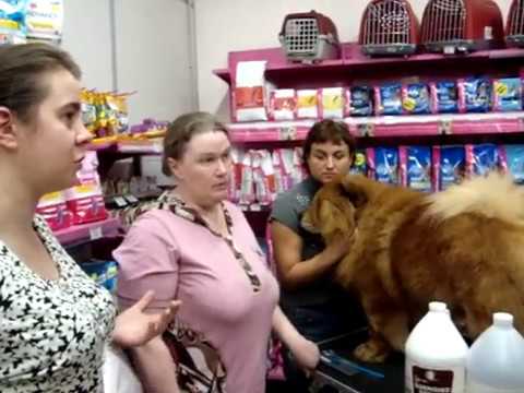 Видео: Мастер класс, ГРУМИНГ ,СТРИЖКА ЧАУ ЧАУ