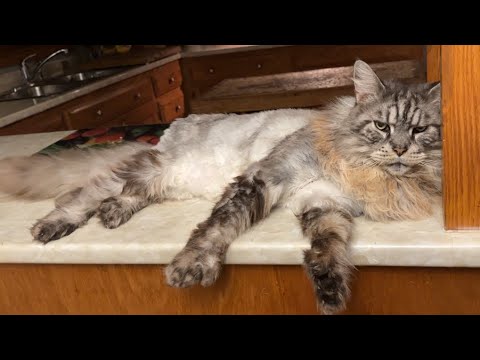 Видео: Это их дом 😱 😆 Коты на столешнице