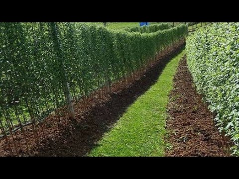 Видео: Повышение урожайности малины - Весенняя подкормка и защита малины