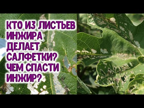 Видео: Кто из листьев инжира делает салфетки? Чем спасти инжир?