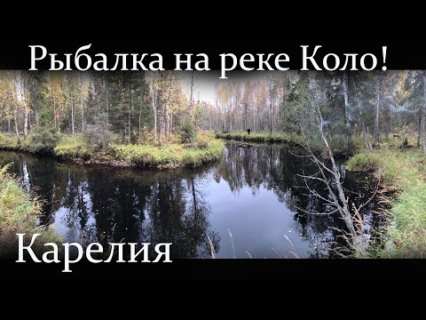 Видео: Карелия, Рыбалка на реке Коло! Ловим хищника