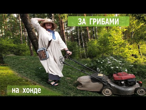 Видео: собираем грибы для грибного супа