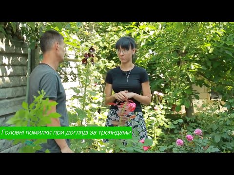 Видео: ГЛАВНЫЕ ОШИБКИ ПРИ УХОДУ ЗА РОЗАМИ