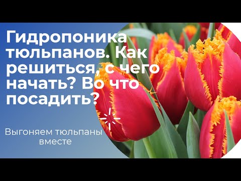 Видео: Гидропоника тюльпанов. Вы должны это знать