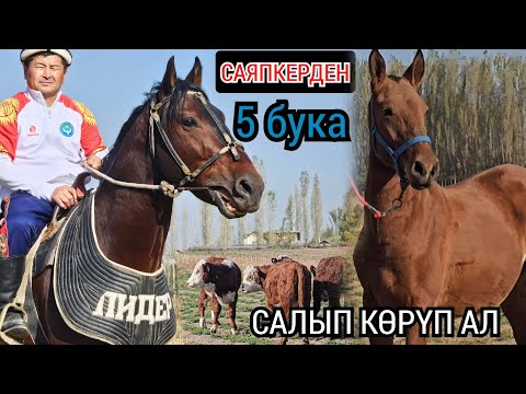 Видео: АЛАМАНДА СЫНАЛДЫ ЛИДЕР 🔥ЖЕҢИШ САЯПКЕРДЕ БЕШ БУКА