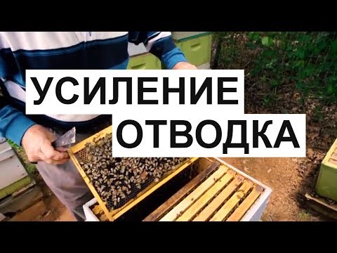 Видео: Пасека #27 Помощь отводку засевом, когда не плодная матка - УСИЛЕНИЕ   ОТВОДКА  Пчеловодство Пасека.