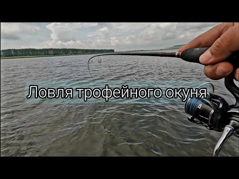Видео: Ловля трофейного окуня. Мы его нашли и заставили клюнуть.