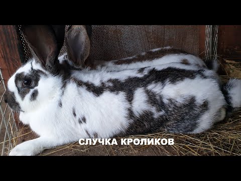 Видео: СЛУЧКА КРОЛИКОВ🐰🐇 СОДЕРЖАНИЕ 🐰РАЗМНОЖЕНИЕ🐇🐰🐇🐰