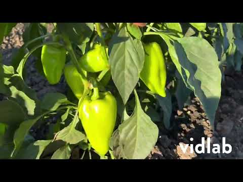 Видео: Перец Полет!!!