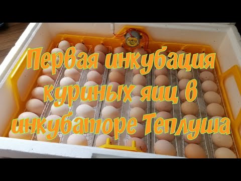 Видео: Первая закладка куриных яиц в инкубатор Теплуша 72 люкс