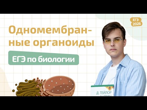Видео: ОДНОМЕМБРАННЫЕ ОРГАНОИДЫ | СТРОЕНИЕ КЛЕТКИ | ЕГЭ ПО БИОЛОГИИ