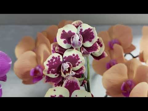 Видео: Обзор ЦВЕТУЩИХ ОРХИДЕЙ в январе 💕 часть 1 😉