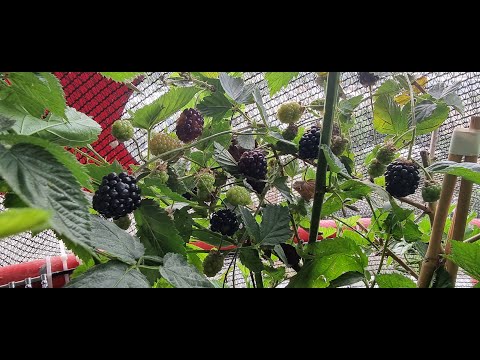 Видео: Малина на балконе 2023