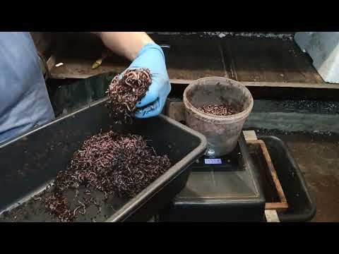 Видео: Ювинилы,подготовка торфа к заселению🪱🪱🪱🪱