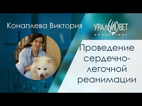 Видео: Проведение сердечно-легочной реанимации. Конаплева Виктория #убвк_интенсивная_терапия