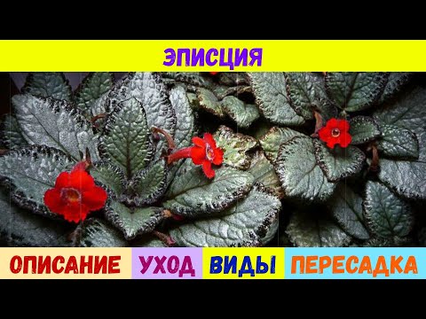 Видео: Эписция: описание, виды и уход в домашних условиях