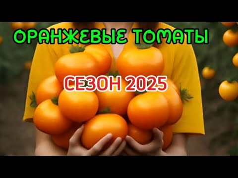 Видео: ТОМАТЫ 2025! ЯРКИЕ И ВКУСНЫЕ! ОРАНЖЕВОПЛОДНЫЕ.