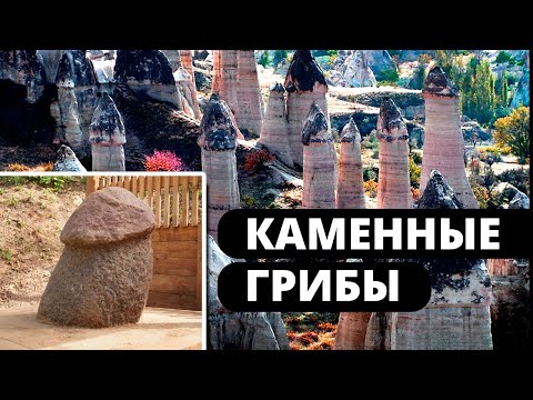Видео: Каменные грибы    иная форма жизни!