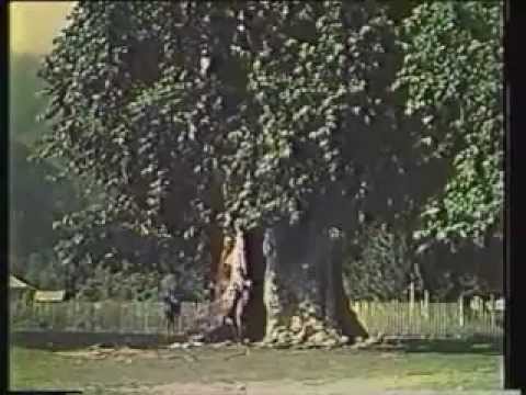 Видео: Абхазия - цветущий край 1958 год. Абхазская ССР.