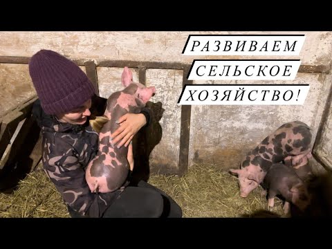 Видео: Привезли новое поголовье, аж за 500 км! Кто еще будет жить на нашей ферме? Жизнь в деревне