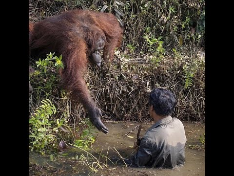 Видео: Доброта спасет мир!