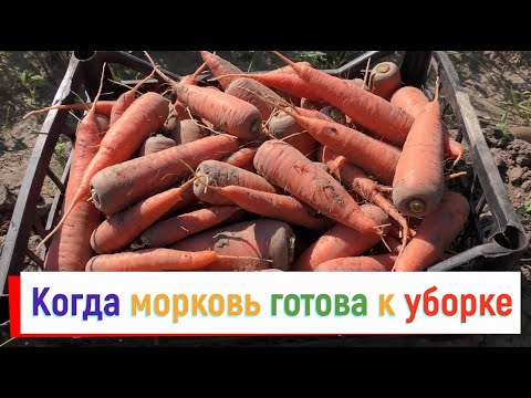 Видео: Когда убирать морковь? Я ориентируюсь на саму морковь и всегда знаю, когда пришло время убирать