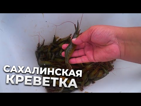 Видео: Ловля сахалинской креветки: Улов в море на ловушки!