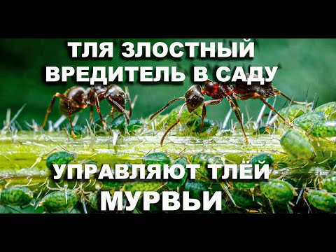 Видео: Как избавиться от тли и муравьёв?