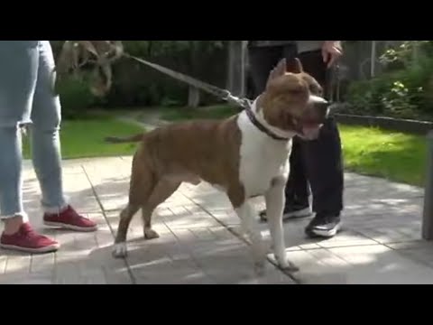 Видео: Догтренинг 512. Сногсшибательный амстафф
