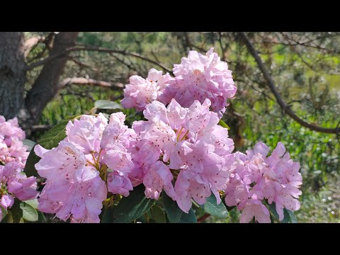 Видео: Как растут саженцы рододендронов и азалий