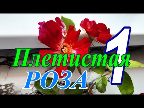 Видео: Плетистая Роза в горшке  Декабрь 2024