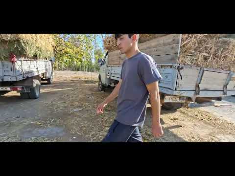 Видео: Нархи хошок дар бозори дуюм минтақа 31 10 25г