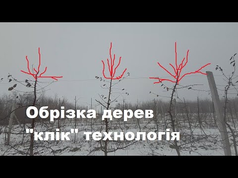 Видео: Обрізка по типу клік або клик. Pruning trees click.
