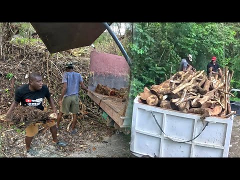 Видео: От катастрофы к сокровищам 💰 | Мы собираем лес после урагана Мелисса