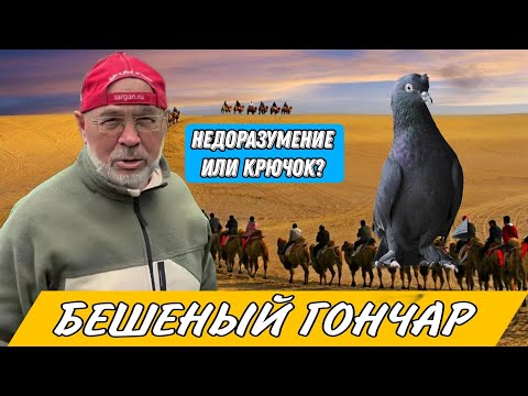 Видео: БЕШЕНЫЙ ГОНЧАР, ЧЕЛОВЕК ГРАМОТНО ПРОДАЁТ ГОЛУБЕЙ. АЛИК БУГАЙ ПОПАЛСЯ НА СХЕМУ ТОРГОША.ИГРОВЫЕ ГОЛУБИ