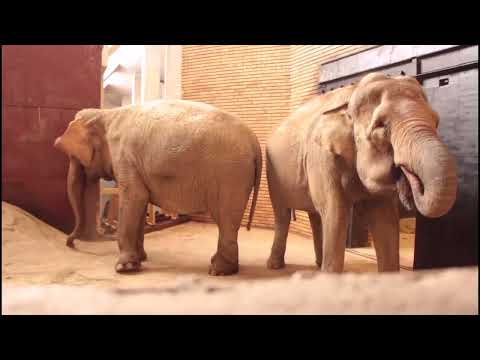 Видео: Първите часове на Фрося и Луиза в Софийския зоопарк