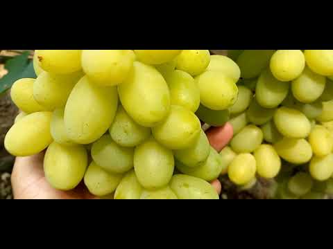 Видео: Виноградник Ткаченко Л.В.