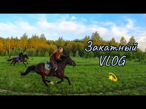 Видео: ГАЛОП в поле на ЗАКАТЕ 🐎 | КоноVLOG