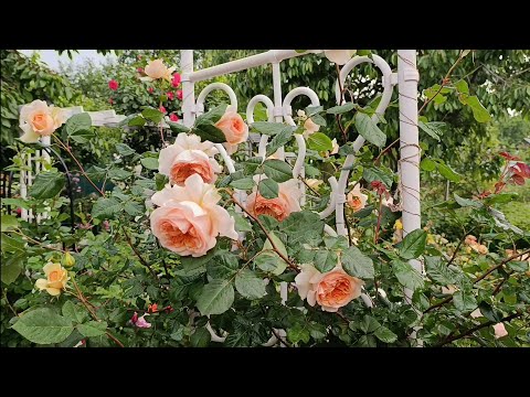 Видео: Начало цветения 2-я часть