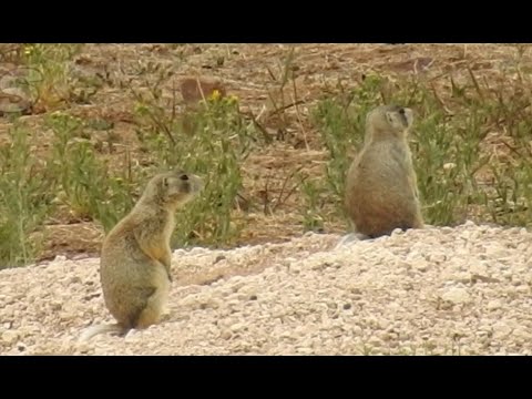 Видео: 17 WSM Поднятый упор для винтовки против луговых собачек