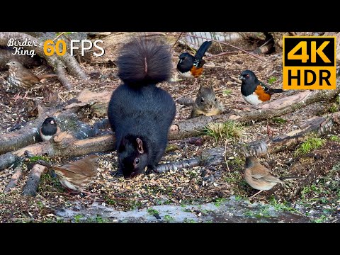 Видео: КОШКА ТВ 😺 Веселые птицы и белки зимой 🐿 8 часов 4K HDR 60FPS