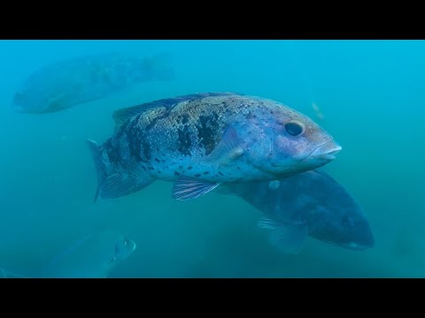 Видео: Затонувшие суда и валуны, черная рыба в Западном Звуке + подводные съемки!
