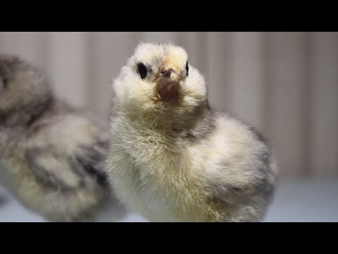 Видео: Инкубация 🐣🐣🐣Мій вдалий досвід інкубації в інкубаторі "Теплуша люкс 72"