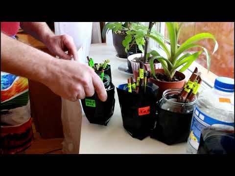 Видео: САМЫЙ ПРОСТОЙ КИЛЬЧИВАТОР ДЛЯ УКОРЕНЕНИЯ ЧЕРЕНКОВ