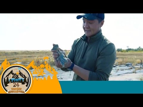 Видео: «24 SAǴAT TABIǴAT QUSHAǴYNDA». 5-бағдарлама
