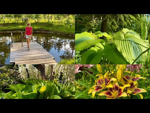 Видео: Сад-МЕЧТА 🌲в природном стиле🌲🌿🌳Релакс для души и глаз🐝🥰🦋Хосты, Лилейники, Астильбы и другое…