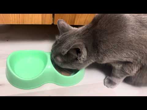 Видео: Кормлю кота Sheba